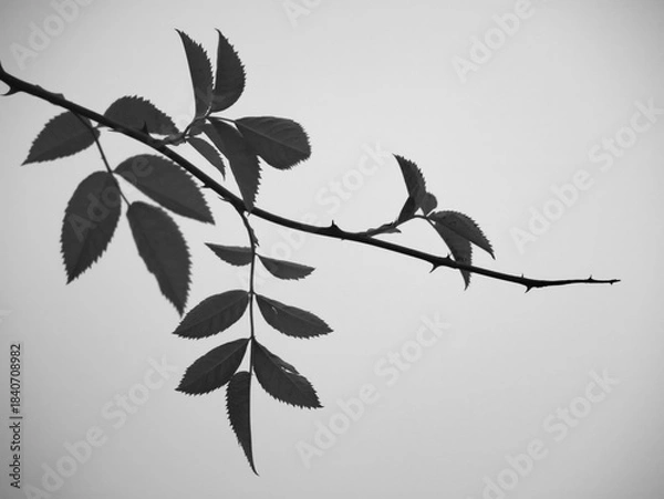 Obraz black white leaves