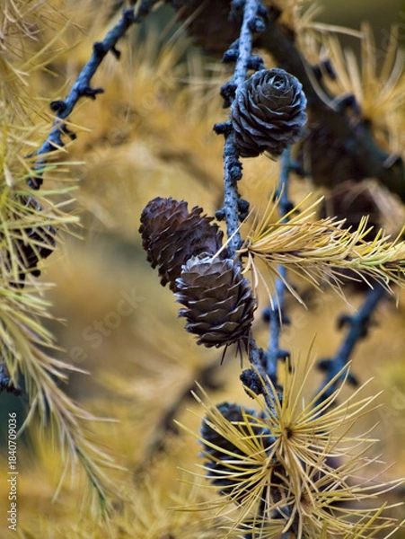 Obraz cones and needles
