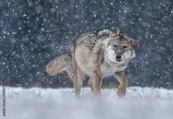 Obraz Grey wolf ( Canis lupus ) close up