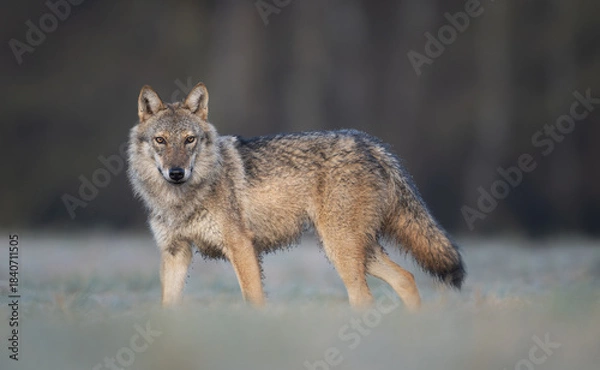 Obraz Grey wolf ( Canis lupus ) close up