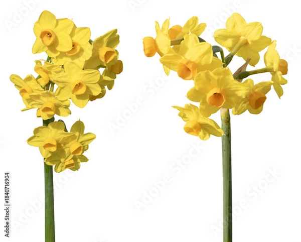 Fototapeta Narcisse multi-fleurs	