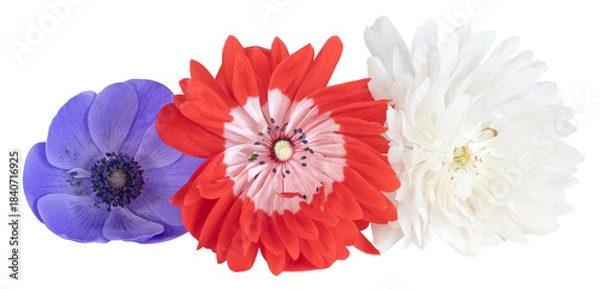 Fototapeta Différentes fleurs d'anémone	