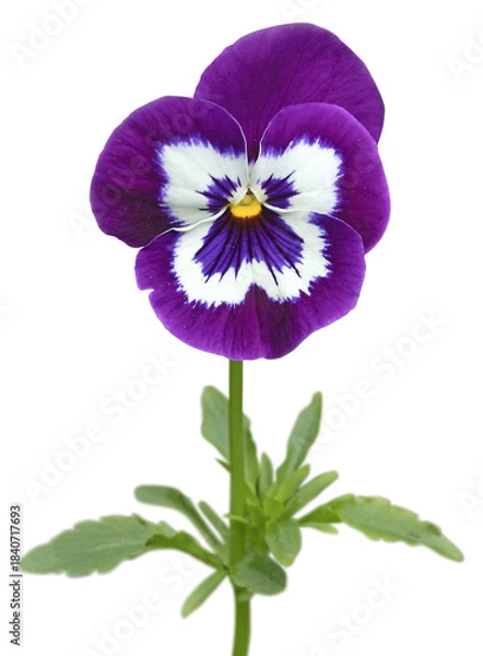 Fototapeta Fleur de pensée	
