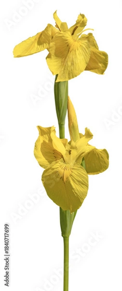 Fototapeta Iris pseudacorus	