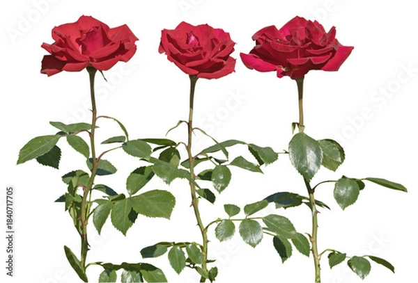 Fototapeta Alignement de roses rouges	