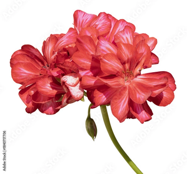 Fototapeta Géranium lierre double	