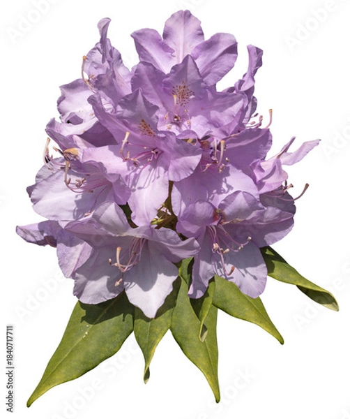 Fototapeta Fleurs de rhododendron violet