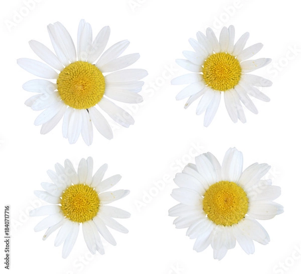 Fototapeta Anthemis blanche	