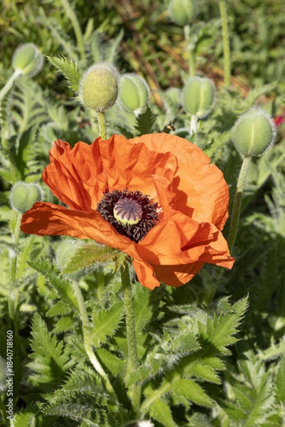 Obraz Pavot d'Orient	