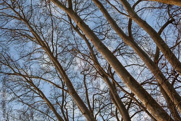 Obraz Trunks and branches background in winter
