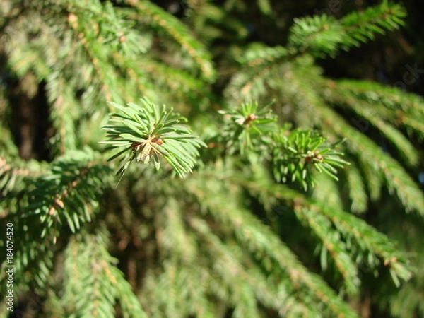 Fototapeta Natural old Christmas tree wood texture pattern or Christmas tree background for design with copy space for text or image. Close-up Christmas tree vintage. Macro.