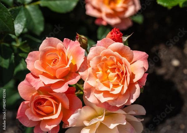 Obraz 鮮やかなピンクで咲く初夏のバラ