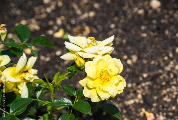 Obraz 初夏の日差しを受ける黄色いバラの花