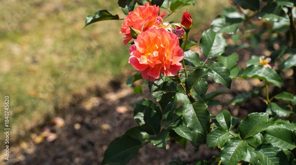 Obraz 春の日差しを浴びる花壇の赤いバラ