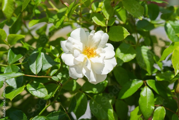 Obraz 春の日差しとしろいバラの花