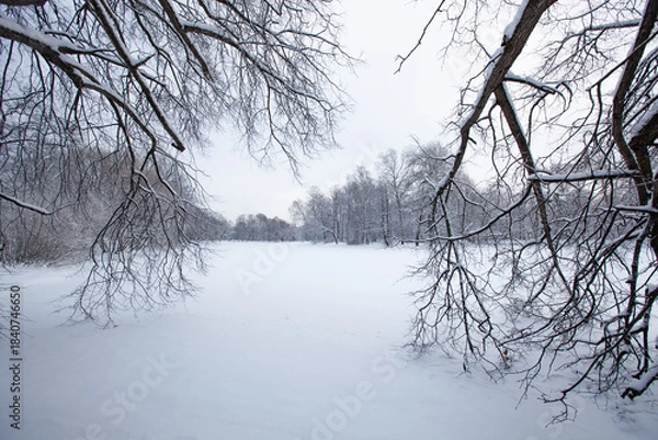 Obraz  winter landscape, snowy field and bare trees on the background