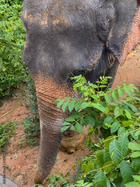 Fototapeta Elephant walks through mud in the jungle, front view from above, puddles after rain, nobody