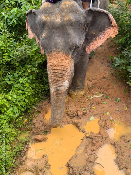 Fototapeta Elephant walks through mud in the jungle, front view from above, puddles after rain, nobody