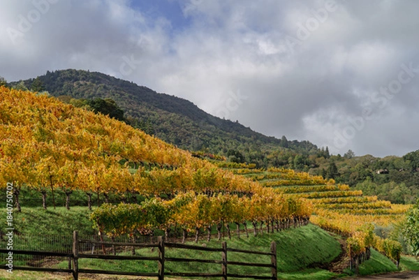 Obraz vineyard in autumn