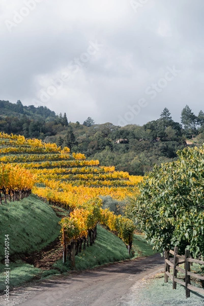 Obraz vineyard in autumn