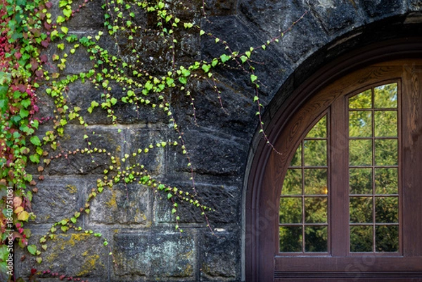 Obraz window with ivy