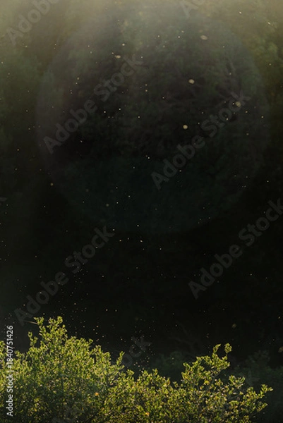 Obraz particles in the sun beams by tree