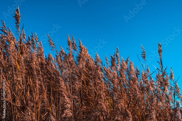 Obraz reed against blue sky