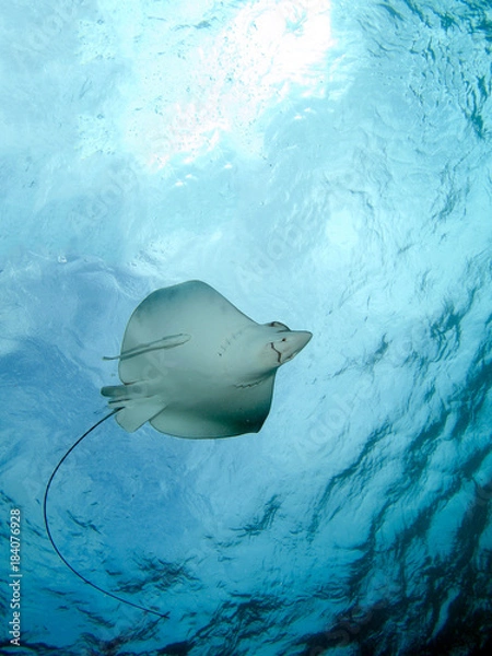 Obraz Eagle Ray (Belize)