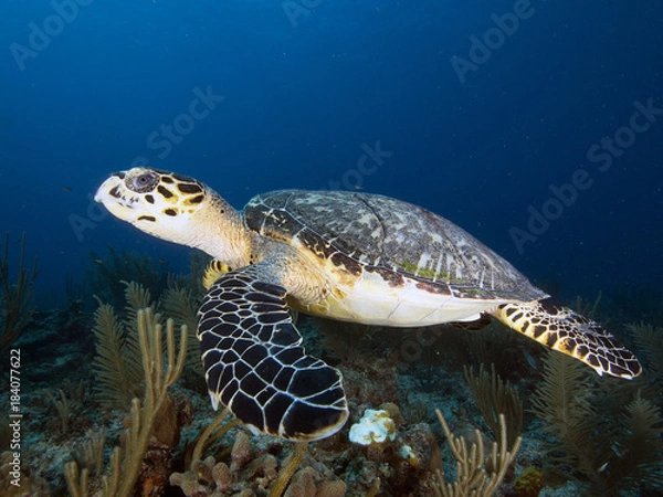 Obraz Hawksbill Sea Turtle (Belize)