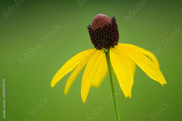 Obraz  gray-headed coneflower