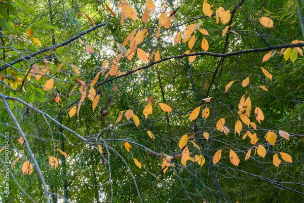 Obraz 竹林と枯れ葉