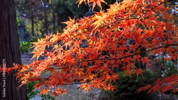 Obraz 境内のカエデ