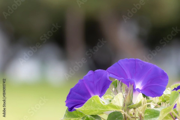 Obraz 公園に咲く紫が美しいアサガオ