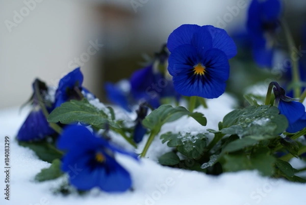 Fototapeta Stiefmütterchen