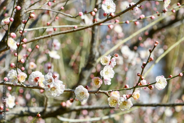 Obraz 梅の花「内裏」　‘Dairi’ Japanese plum