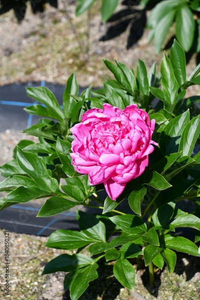 Obraz シャクヤク　「プリンセスマーガレット」　Peony