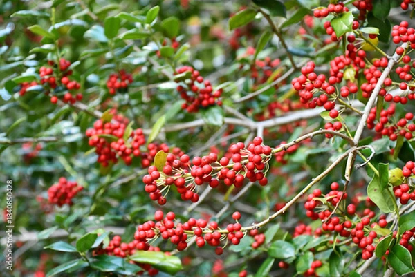 Obraz ヤバネヒイラギモチ　Chinese holly