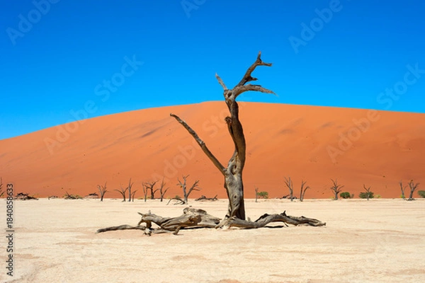 Obraz Ancient trees Deadvlei Sossusvlei, Namibia