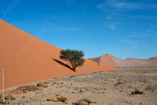 Obraz desert trees dunes. Sossusvlei, Namibia