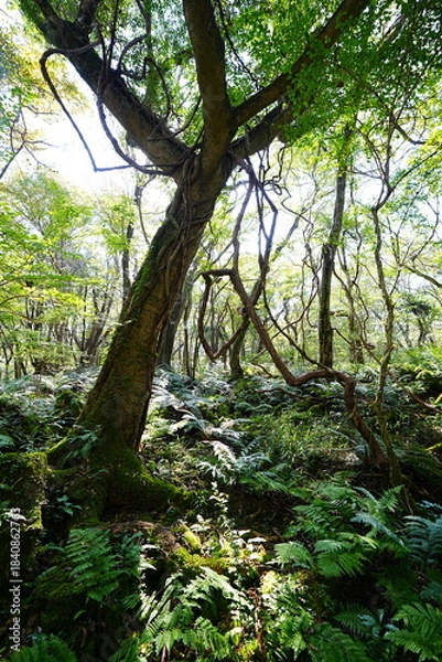 Obraz old wild forest in the autumn sunlight