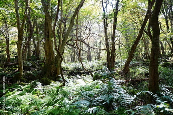 Obraz shiny forest in the autumn sunlight