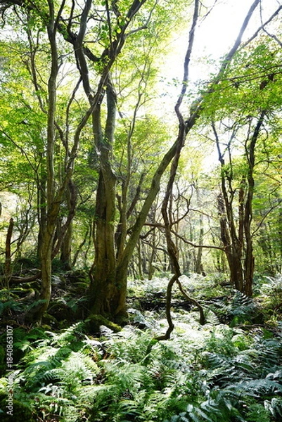 Obraz shiny forest in the autumn sunlight