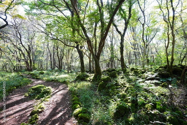 Obraz shiny forest in the autumn sunlight
