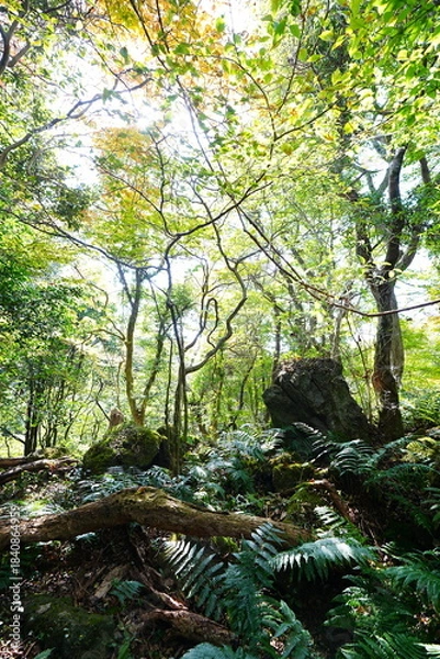 Obraz old wild forest in the autumn sunlight