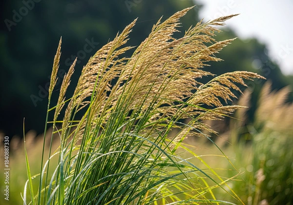 Obraz wheat in the wind