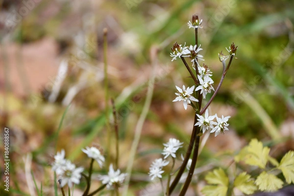 Obraz セリバオウレン　Coptis japonca var.dissecta.