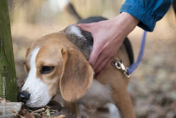 Fototapeta お散歩するビーグル犬のクローズアップ　匂いを嗅ぐ　クン活なう