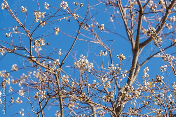 Obraz 冬の青空とナンキンハゼの木の白い実10
