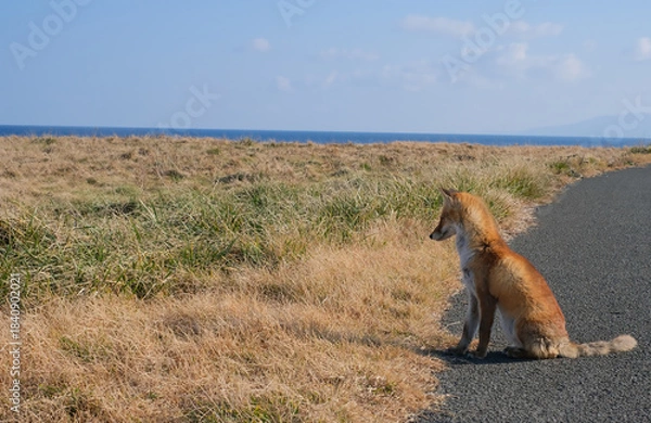 Obraz 尻屋崎　きつね
