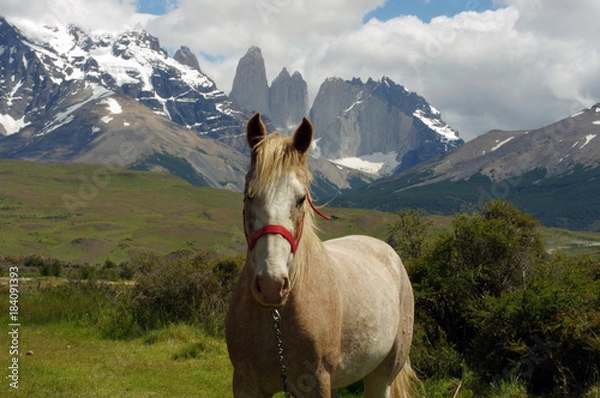 Fototapeta Portrait d'un cheval devant le Torres del Paine - 2